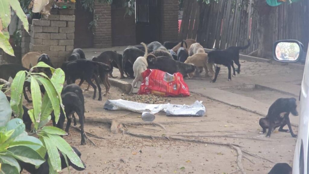 Hombre en Oaxaca enfrentará juicio por crueldad animal; poseía 65 perros y un arma