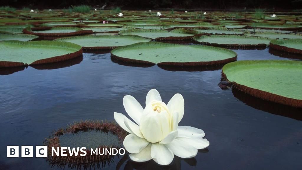 Victoria regia: la fascinante planta sudamericana que revolucionó nuestros espacios y sigue inspirando cambios