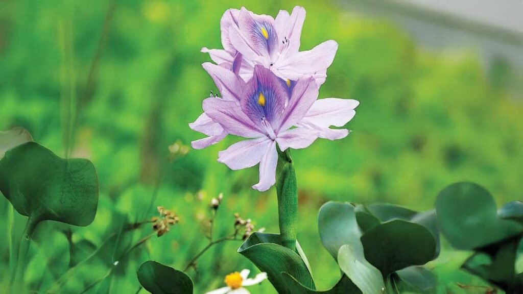 Lirio acuático: su belleza oculta y su lado destructivo