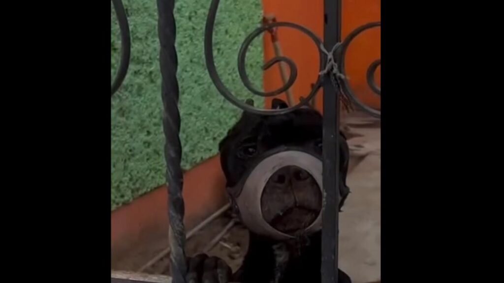 Denuncian abuso animal: perrita siempre con el hocico atado