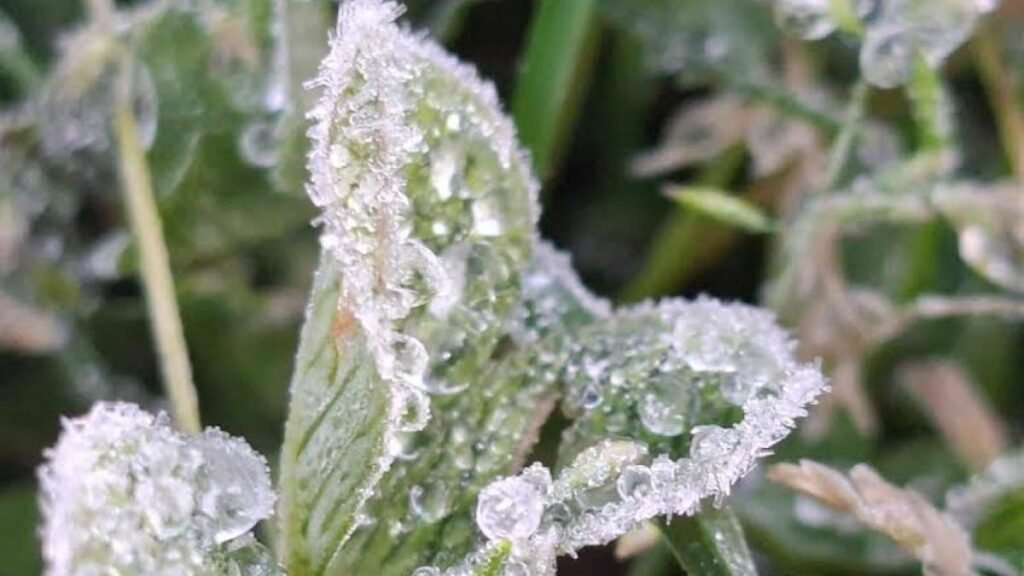 Helada blanca sorprende a Perote, Veracruz