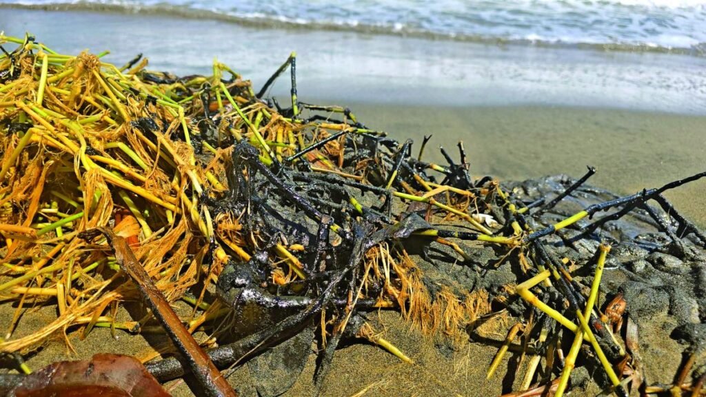 Rocío Nahle desmiente derrame en las playas de Alvarado, aunque reconoce su impacto