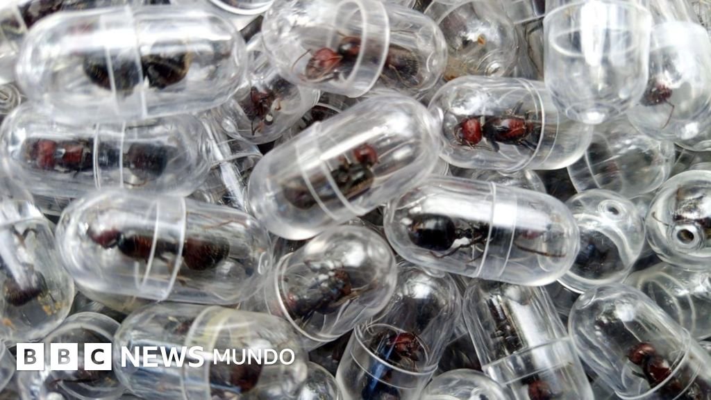 Un ciudadano chino arrestado en un aeropuerto de Kenia por contrabando de 2.000 hormigas reina