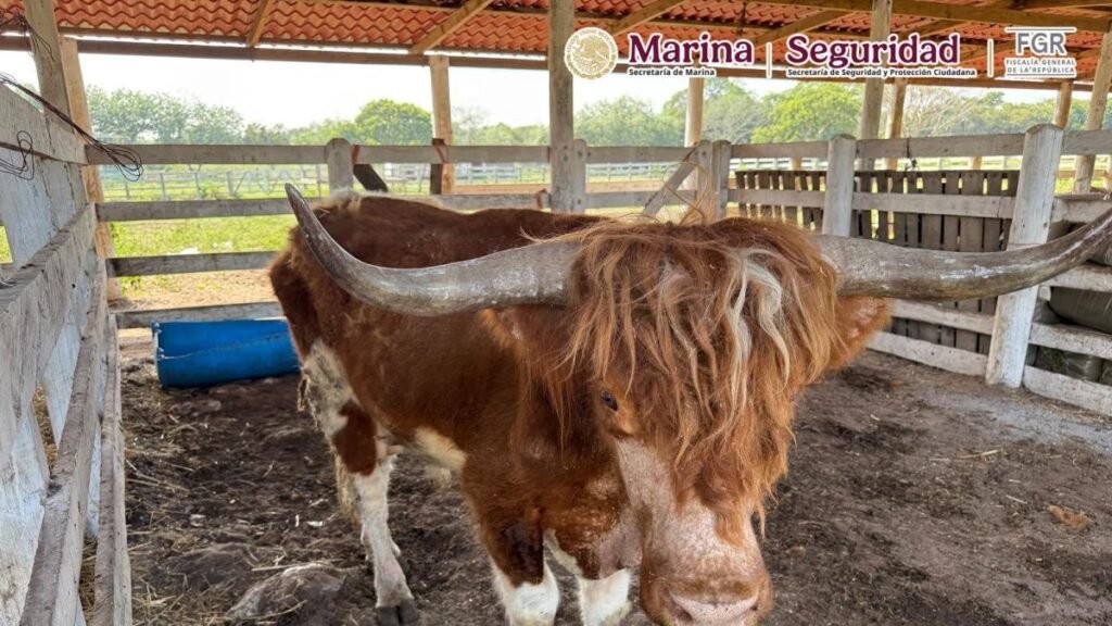 Profepa descubre más de 130 animales durante un operativo en un rancho de Tamaulipas