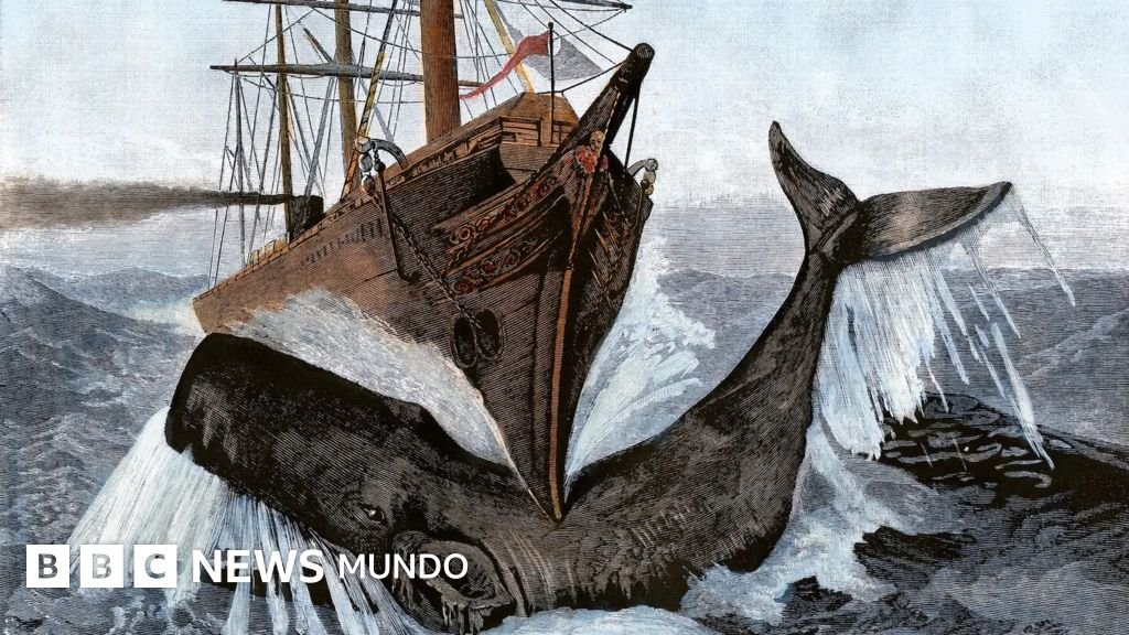 El enigmático órgano de los cachalotes que les permite hundir embarcaciones